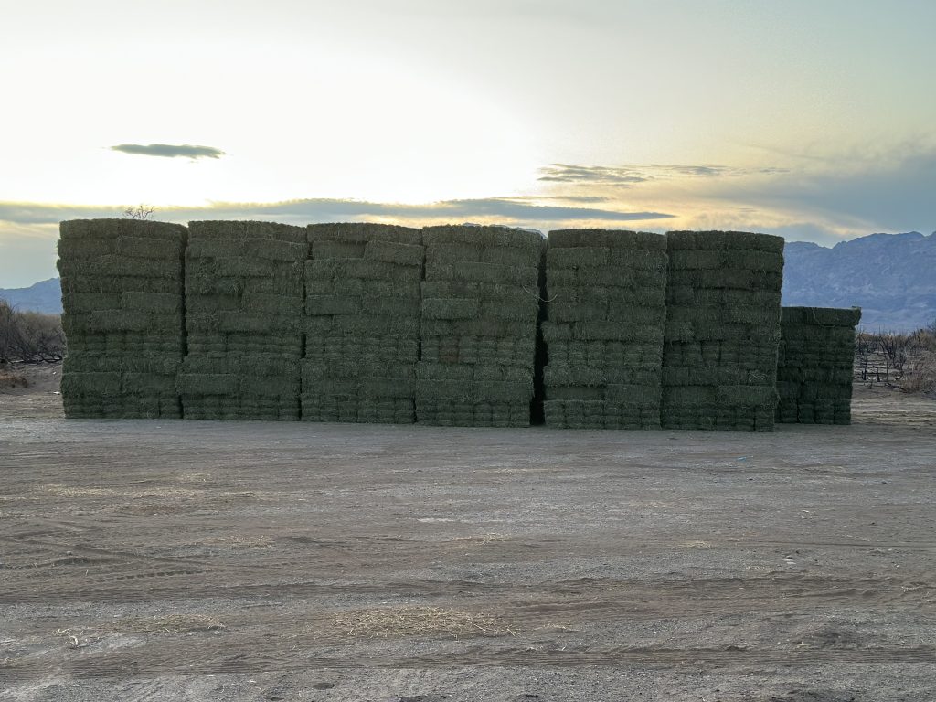 Choosing the Right Hay: A Buyer’s Guide to Forage Quality